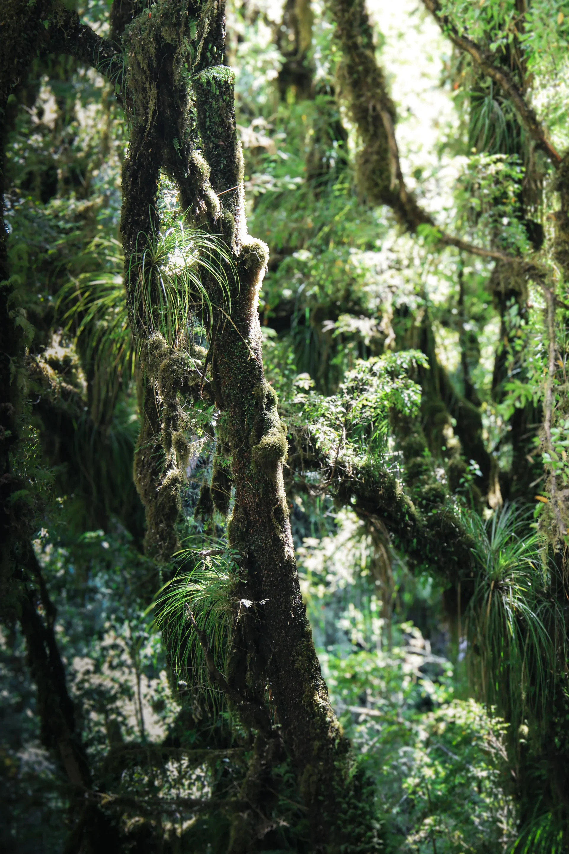 chili-cochamo-foret