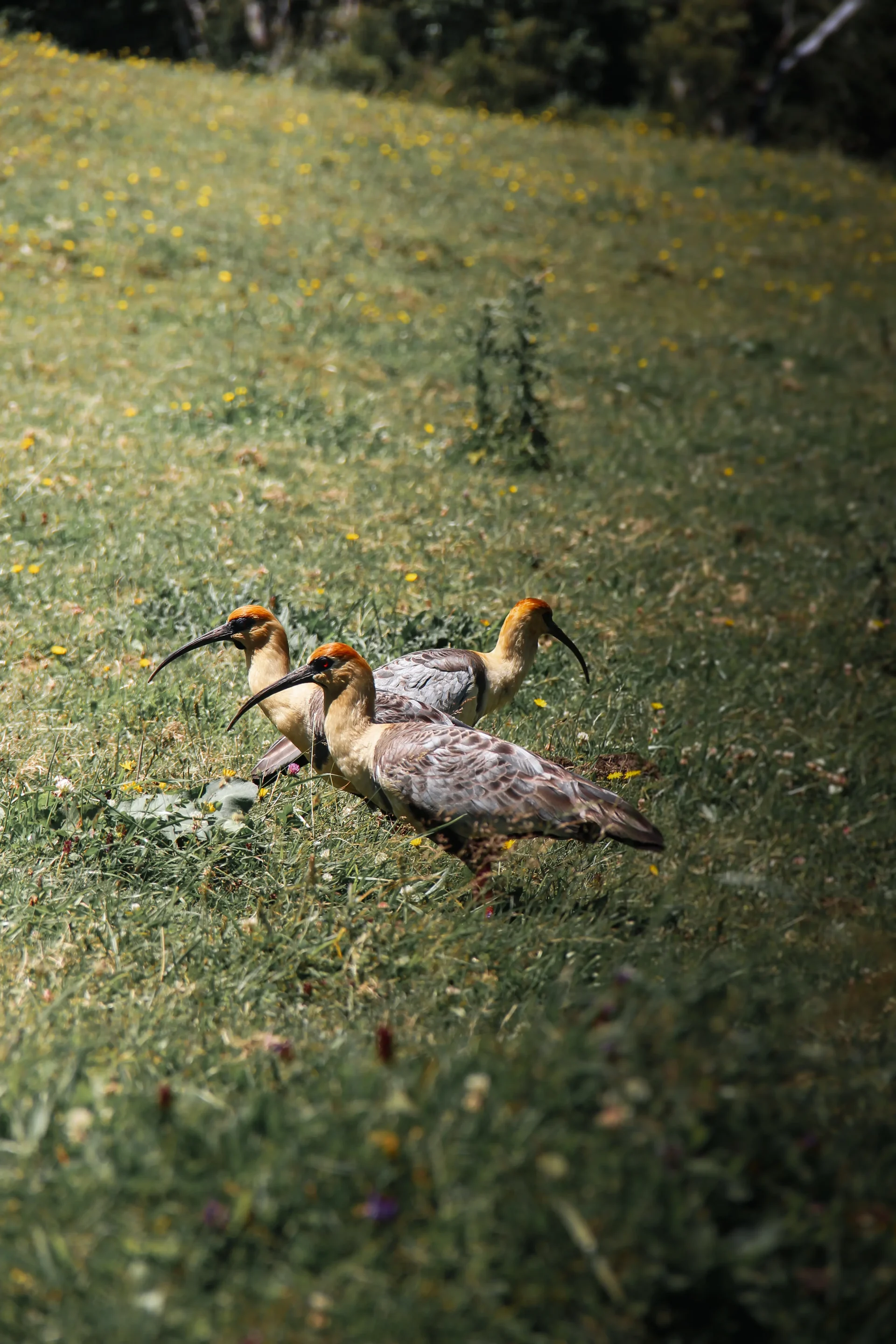 chili-cochamo-ibis