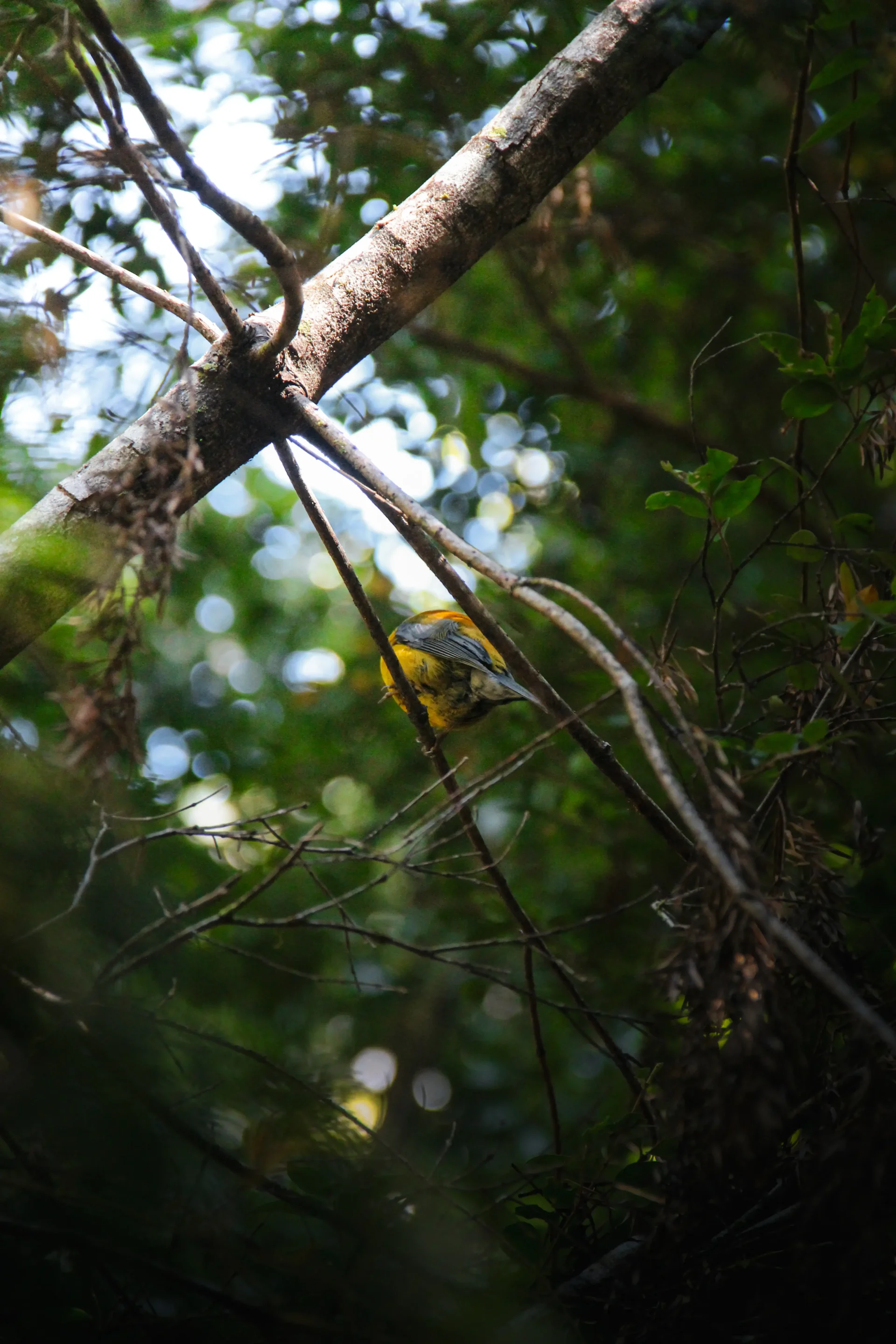 chili-cochamo-nature